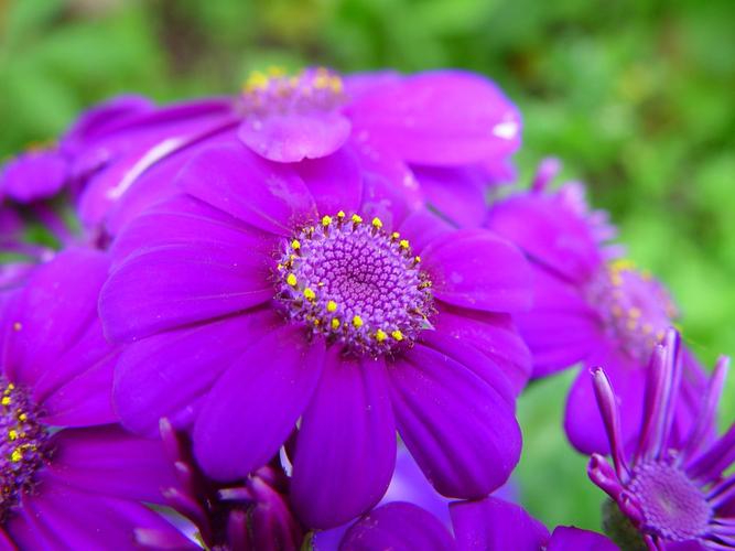 什么花是紫色的在春天开放