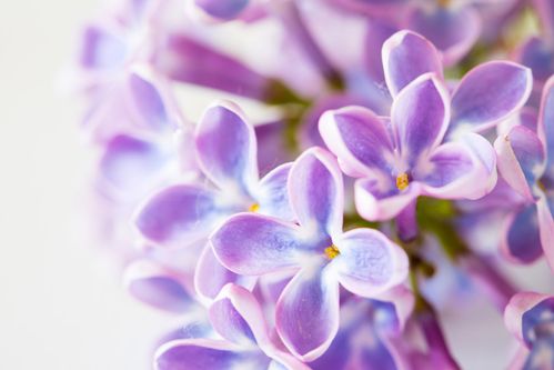 什么花是紫色的花朵