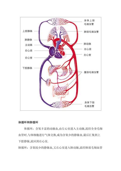 体循环和肺循环