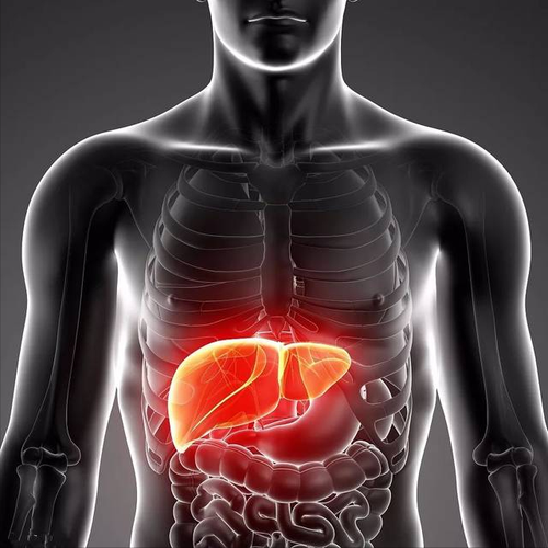 肝脏在身体哪个部位